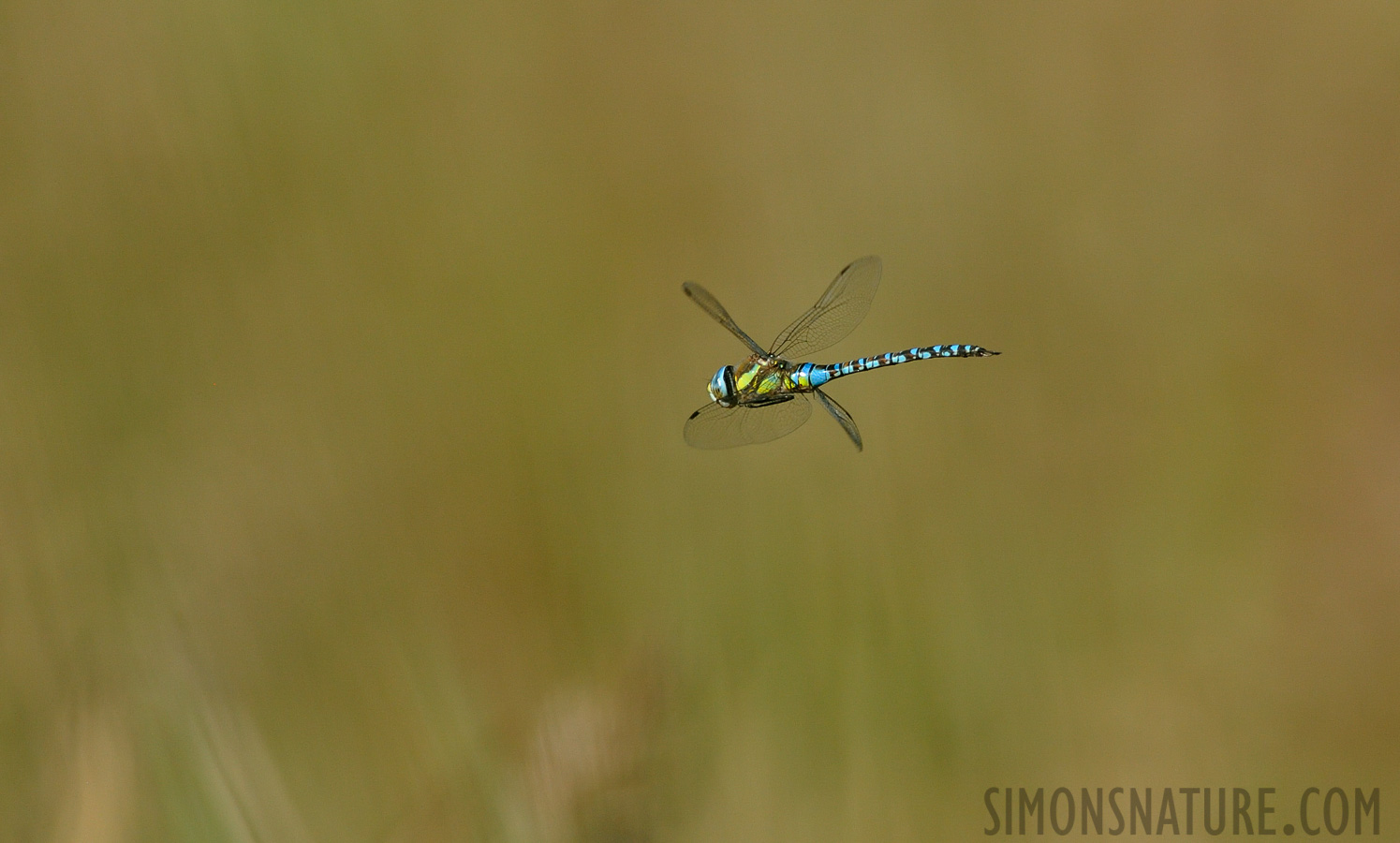 Aeshna mixta [550 mm, 1/3200 sec at f / 8.0, ISO 1600]